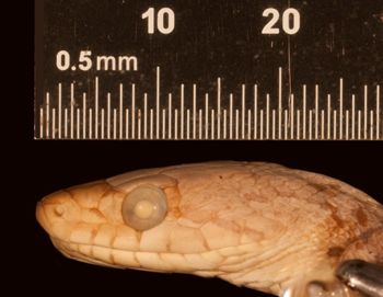 Media type: image;   Herpetology R-29134
